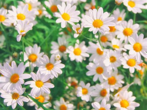 Growing Chamomile How To Grow Chamomile Herb At Home