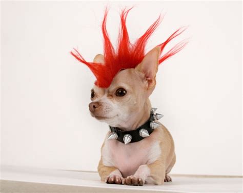 Punk Chihuahua Badass Gag621punk Chihuahua