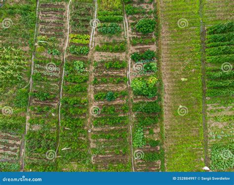 Green Vegetable Garden Aerial View No People Stock Image Image Of