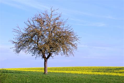 Free Photo Tree Solitary Field Peaceful Free Image On Pixabay