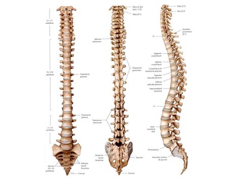 The Spine Anatomy Of The Spine Anatomy Medicinecom