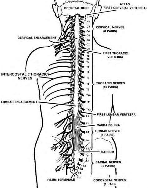 Spinal Nerves Spinal Nerves Anatomy Nerve Anatomy Spinal Cord Anatomy Porn Sex Picture