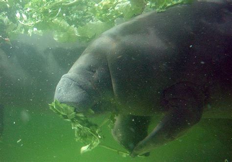 West Indian Manatee Facts Habitat Diet Adaptations Pictures