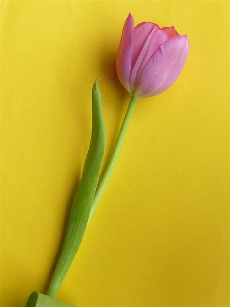 Tulip Single Flower Images Hd Best 500 Tulip Pictures Hd Download