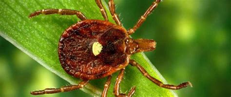 How A Tick Bite Can Cause A Red Meat Allergy My Southern Health