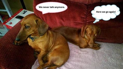 Speech Bubbles Talk Anymore Wiener Dogs Dachshunds Speech Bubbles