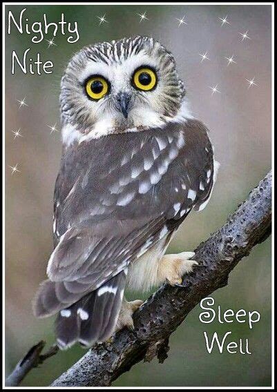 Good Night Owl Owl Pictures Saw Whet Owl