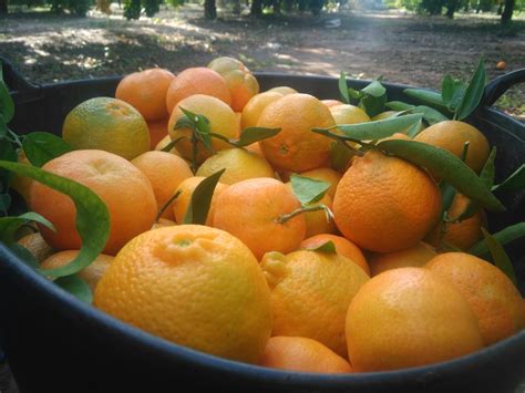 We did not find results for: ¿Qué naranjas de Valencia comprar de forma sostenible ...