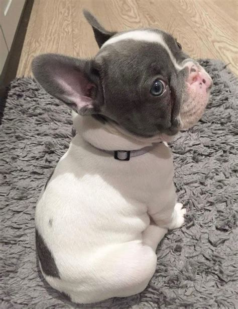Gray And White Spotted French Bulldog Puppy Cutest Thing Ive Ever