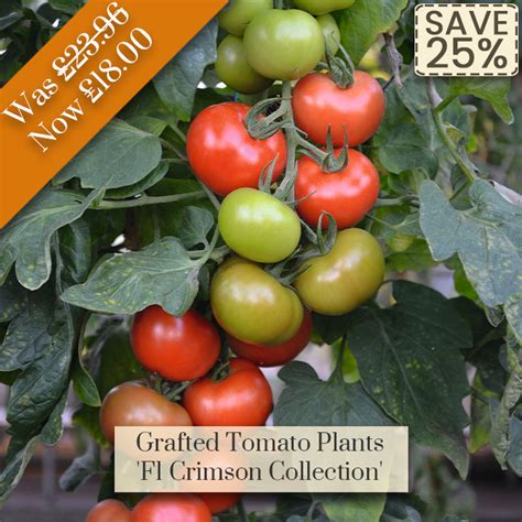 Grafted Tomato Plant F1 Crimson Blush Dobies