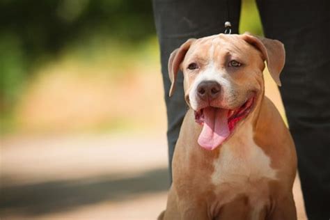 The ultimate pitbull training guide | how to train your dog. Pit bull puppy: Avoid negative stereotypes, train and ...