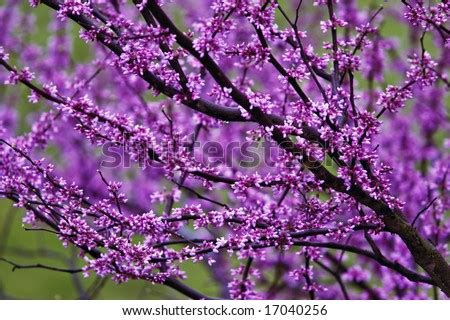 Check out our purple flower tree selection for the very best in unique or custom, handmade pieces from our plants shops. Purple Flowering Tree Stock Photo 17040256 : Shutterstock