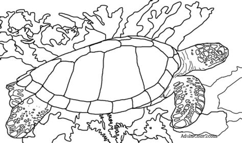 A beautiful adult coloring book of delightful turtle and sea turtle designs. Sea Turtle Coloring Page: Help Hawksbills