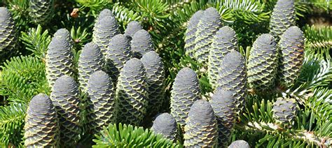 It's a vibrant, living reference. Conifers | Ashwood Nurseries | Buy Online
