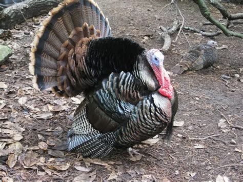 What Is The Turkey Hunting Grand Slam Strutting