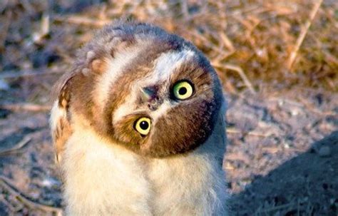 Why Is Everybody Standing Upside Down Owl Owl Pet Owl Photos