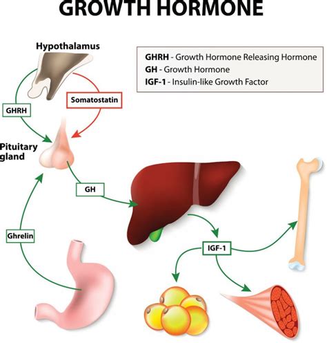 Understanding Human Growth Hormone Hgh