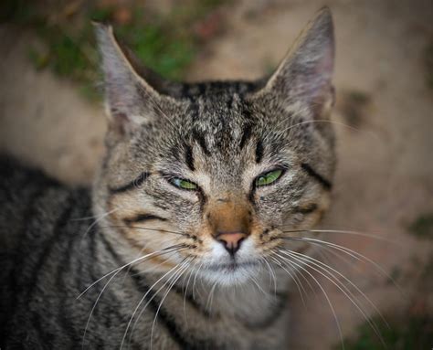 Jim davis, the creator of the famous comic strip, garfield, did a great job in popularizing orange tabby cats. Tabby Cat with green eyes stock photo. Image of animal ...