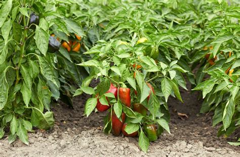 Red Sweet Pepper Growing On Bed In The Garden Ripe Vegetable At
