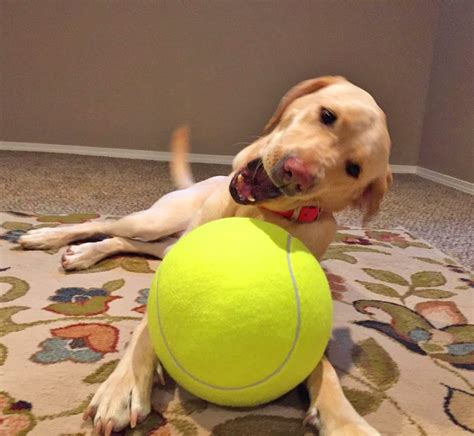 Download tennisball apk 1.3 for android. Giant Tennis Ball