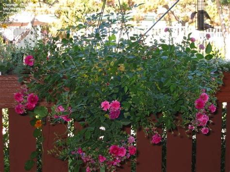 Miniature roses are dwarf roses and very abundant bloomers. PlantFiles Pictures: Miniature Rose 'Sweet Chariot' (Rosa ...