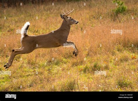 White Tailed Deer Odocoileus Virginianus Buck Running North America