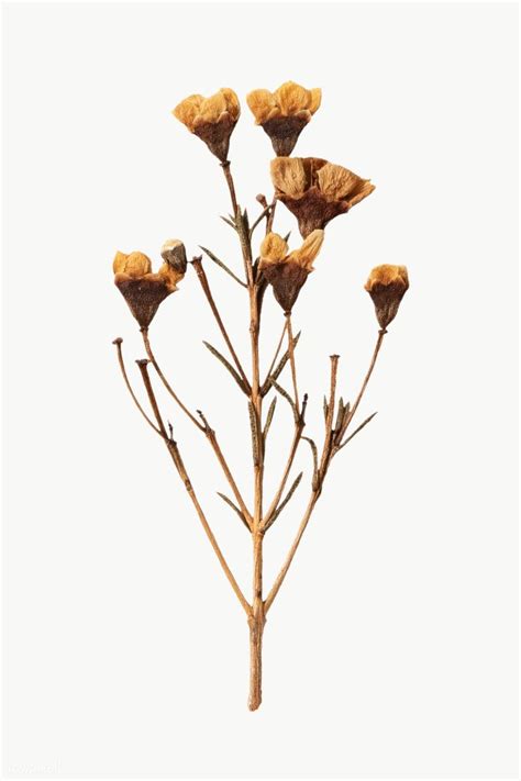 Dried Flowers Against A White Background