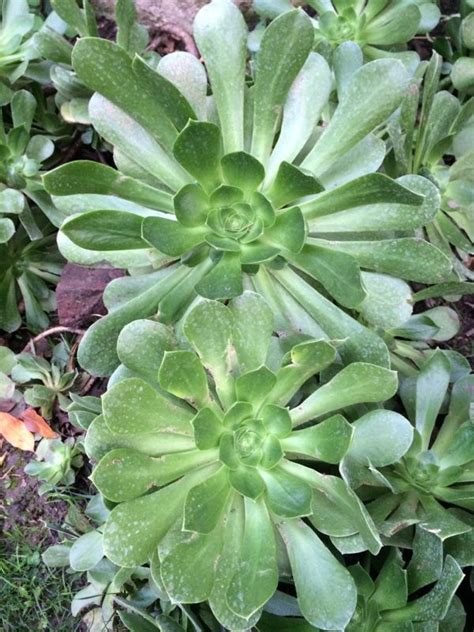 We did not find results for: Free Plant Identification | Succulents, Yellow flowers, Plants