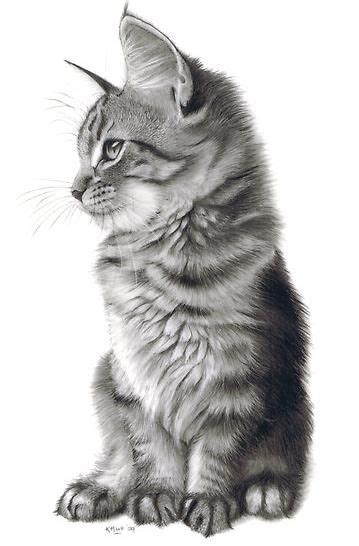 Fofinho Animal Drawings Cat Art Cat Drawing