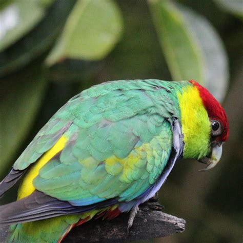 Red Capped Parrot