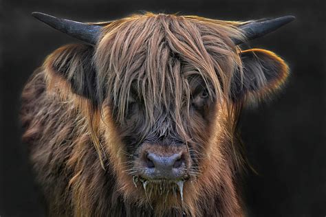 Young Highland Cattle Cow Girl Photograph By Joachim G Pinkawa Fine