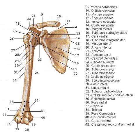 Anatomía Del Hombro O Cintura Escapular Brazo Antebrazo Muñeca Y