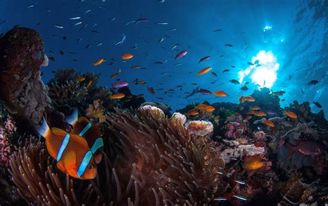 Summer Snapshot Of The Great Barrier Reef Csiroscope