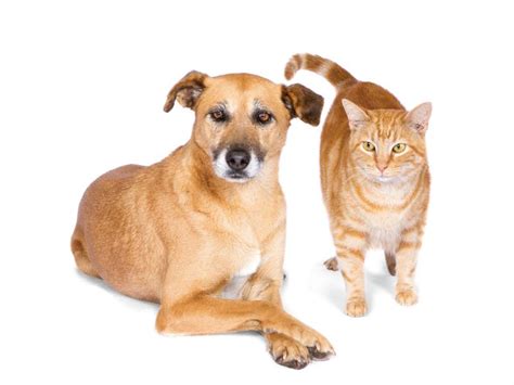 How does pet insurance work? TIPS July is National Senior Pet month - what you need ...