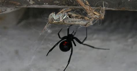 Venomous Poisonous Spiders In Ohio Wiki Point