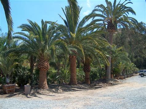 Let's examine a few types of palm trees to see how different. Gregory Palm Farms: Orange County Canary Island Date Palm ...