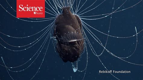 Elusive Deep Sea Anglerfish Seen Mating For The First Time Smart News