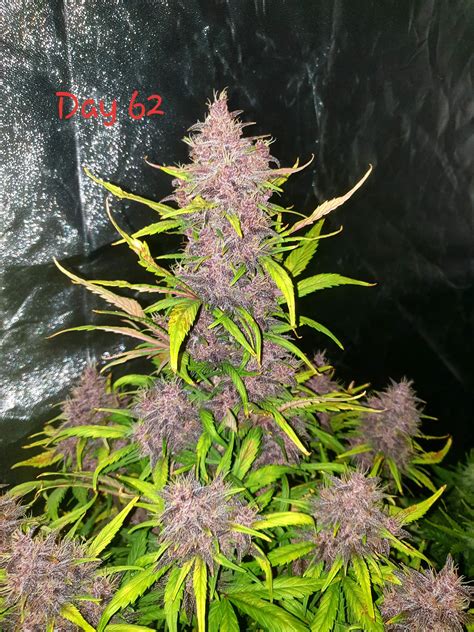 Conversations today could lead to opportunity tomorrow. Dutch Passion Auto Blackberry Kush grow journal week9 by ...