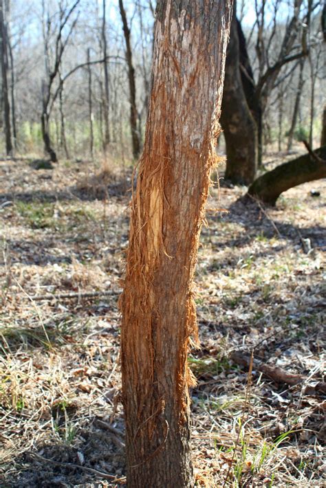 Different Tactics For Hunting Scrapes And Rubs Great Days Outdoors