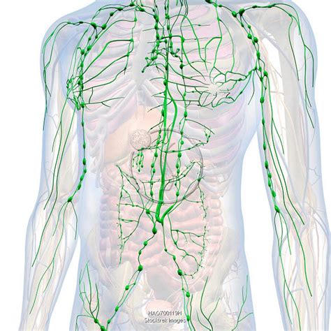 Lymphatic System Internal Anatomy In Male Chest And Abdomen White