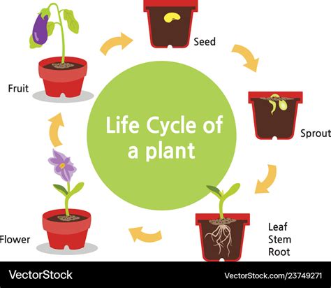 The Plant Life Cycle Guide Hot Sex Picture