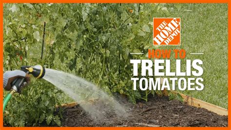 How To Trellis Tomatoes Edible Gardening The Home Depot Youtube