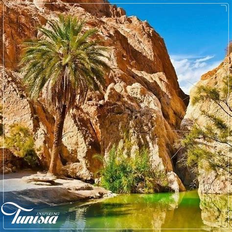 Chbika Oasis Discovertunisia South Tunisia Explore Outdoor