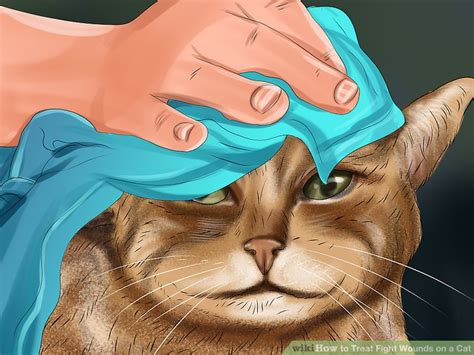 I am in uk and having trouble finding one. How to Treat Fight Wounds on a Cat: 14 Steps (with Pictures)