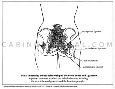 Related Keywords & Suggestions for ischial bone