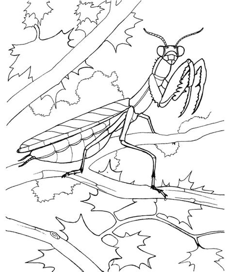 Mantereligieuse4 803×950 Insect Coloring Pages Coloring Pages