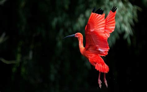 Download Animal Scarlet Ibis Wallpaper