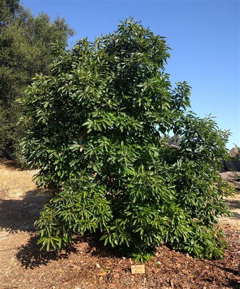 Hass Avocado Tree With 14 Foot Canopy Diameter Greg Alders Yard