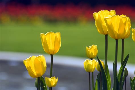 1920x1080 Wallpaper Yellow Tulips Peakpx
