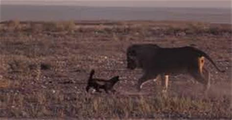 Daring Confrontation Honey Badgers Defiance Echoes In Lions Howl